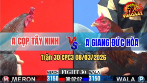Trận 31 CPC3 8/3/2026 - Xanh Đá Đỏ Muốn Hư Đỏ Đá Lại Cây Xanh Nằm