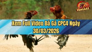 Xem Full Video Đá Gà CPC4 Ngày 30/03/2026