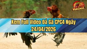 Xem Full Video Đá Gà CPC4 Ngày 24/04/2026
