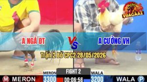 Trận 2 CPC2 28/05/2026 - Gà Úa Anh Cường Canh Nạp Đúng 1 Chân Cựa