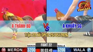 Trận 22 CPC2 25/05/2026 - Gà Anh Thành Có Đòn Cựa Quá Hiểm Hóc