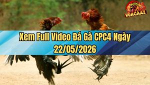 Video đá gà CPC4 ngày 22/5/2026 tại Vua Gà AZ ngay