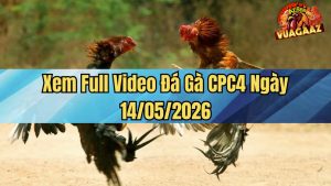 Xem Full Video Đá Gà CPC4 Ngày 14/05/2026