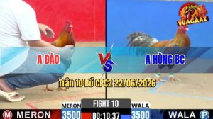 Trận 10 CPC2 22/06/2026 – Gà Cú Anh Hùng Có Pha Lật Kèo Ngoạn Mục