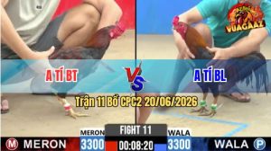 Trận 11 CPC2 20/06/2026 – Gà Anh Tí Lì Đòn Gồng Đá Thắng Ngược