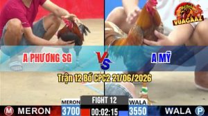 Trận 12 CPC2 21/06/2026 – Gà Điều Anh Phương Đá Đòn Như Búa Bổ