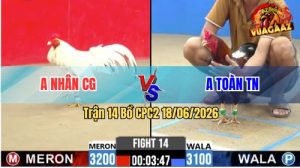 Trận 14 CPC2 18/06/2026 – Gà Bướm Anh Nhân Tải Cựa Quá Khủng Khiếp