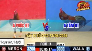 Trận 14 CPC2 23/06/2026 – Gà Điều Anh Phúc Đá Cú Liên Hoàn Cước