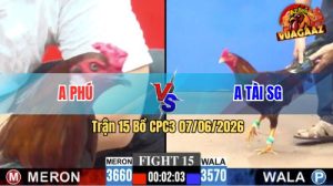 Trận 15 CPC3 07/06/2026 - Gà Anh Phú Toàn Đâm Cựa Chỗ Hiểm
