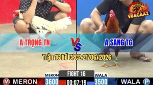 Trận 16 CPC2 21/06/2026 – Gà Khét Anh Sang Đá Đòn Cựa Quá Dính