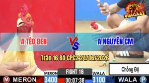 Trận 16 CPC2 24/06/2026 – Gà Cọp Anh Tèo Đen Hạ Luôn Gà Chồng Độ
