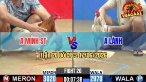 Trận 20 CPC2 17/06/2026 – Gà Camelo Anh Minh Đá Cựa Đâm Như Điên
