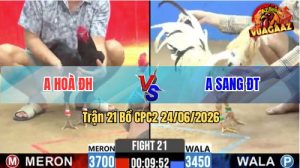 Trận 21 CPC2 24/06/2026 – Gà Anh Sang Đồng Tháp Có Chân Cựa Chí Mạng