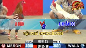 Trận 22 CPC2 22/06/2026 – Gà Điều Anh Đào Đá Cái Bo Như Búa Bổ