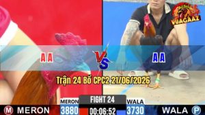 Trận 24 CPC2 21/06/2026 – Đỏ Đá Cựa Hiểm Xanh Gãy Giò Trong 1 Tay Nước