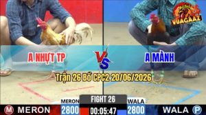 Trận 26 CPC2 20/06/2026 – Gà Anh Mành Đá Điềm Tĩnh Hạ Đối Thủ