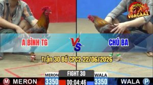 Trận 30 CPC2 22/06/2026 – Gà Anh Bình Đá Chân Nào Cũng Có Cựa