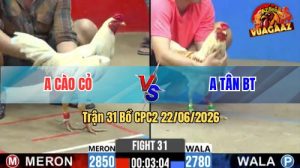 Trận 31 CPC2 22/06/2026 – Gà Camelo Anh Tân Đâm Cây Hiểm Ngay Nách