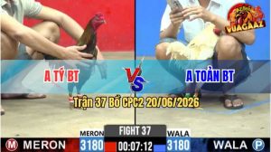 Trận 37 CPC2 20/06/2026 – Gà Anh Tý Bến Tre Đá Cựa Dính Như Keo