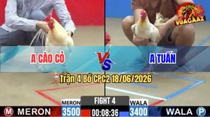 Trận 4 CPC2 18/06/2026 – Gà Anh Cào Cỏ Đá Toàn Đâm Cựa Hiểm