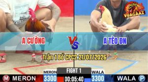 Trận 1 CPC2 21/07/2026 – Gà Điều Anh Cường Hạ Bướm Chết Tại Chỗ