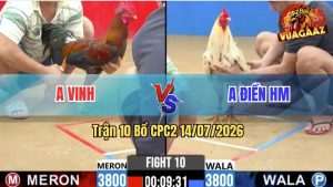 Trận 10 CPC2 14/07/2026 – Gà Bướm Anh Điền Có Chân Cựa Quá Hiểm