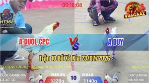 Trận 10 Xà Xía 23/07/2026 – Gà Điều Cọp Anh Doul Đá Đâm Như Đời Tới