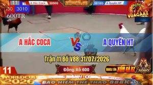Trận 11 V88 31/07/2026 – Gà Bướm Anh Quyền Phản Kèo Ăn 1 Quá Hay