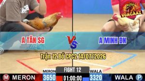 Trận 12 CPC2 14/07/2026 – Gà Cú Anh Tân SG Đá Đúng 3 Chân Cựa