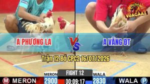 Trận 12 CPC2 16/07/2026 – Gà Anh Phương Đá Đối Thủ Không Kịp Chạy