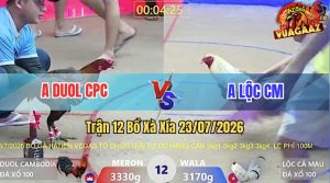 Trận 12 Xà Xía 23/07/2026 – Gà Bướm Anh Lộc Có Chân Cựa Chí Mạng