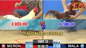 Trận 13 CPC2 16/07/2026 – Gà Khét Anh Tùng Canh Phản 1 Chân Đỏ Bỏ Chạy