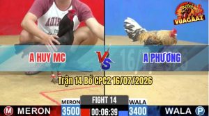 Trận 14 CPC2 16/07/2026 – Gà Cú Anh Phương Hạ Gà Que Chết Tại Chỗ
