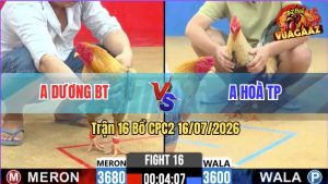 Trận 16 CPC2 16/07/2026 – Gà Chuối Anh Hoà TP Có Chân Cựa Dứt Điểm