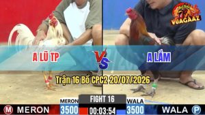 Trận 16 CPC2 20/07/2026 – Gà Điều Chân Xanh Của Anh Lắm Đâm Quá Ác