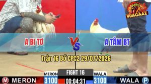 Trận 16 CPC2 29/07/2026 – Gà Bướm Anh Bi Tơ Đá Đâm Như Giang Hồ