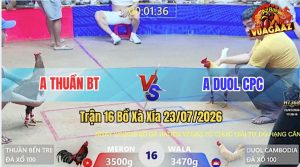 Trận 16 Xà Xía 23/07/2026 – Gà Anh Doul CPC Đá Cựa Đâm Thấy Nóng Lạnh