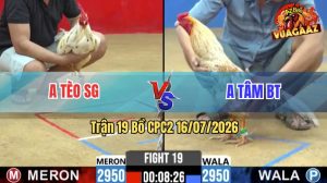 Trận 19 CPC2 16/07/2026 – Gà Anh Tèo SG Đá Cựa Đâm Thấy Nóng Lạnh