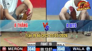 Trận 19 CPC2 22/07/2026 – Gà Anh Thắng Đá Cái Bo Như Lấy Cây Đập