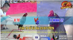 Trận 19 Xà Xía 23/07/2026 – Gà Chuối Đen Của Anh Minh Đá Như Sấm Sét