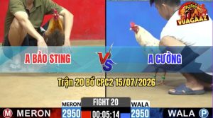 Trận 20 CPC2 15/07/2026 – Idol Bảo Sting Quá Đen, Nay Đá Đâu Thua Đó