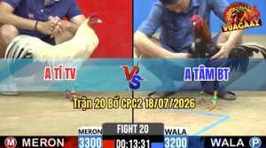 Trận 20 CPC2 18/07/2026 – Gà Anh Tí Đá Cựa Đâm Thấy Nóng Lạnh