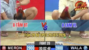 Trận 20 CPC2 20/07/2026 – Gà Điều Anh Tâm Có Chân Cựa Cúp Điện