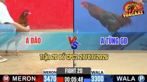 Trận 20 CPC2 27/07/2026 – Gà Anh Tùng GĐ Đá Cái Bo Quá Khủng
