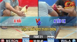 Trận 21 CPC2 21/07/2026 – Gà Anh Hải Đá Cựa Đâm Như Phát Xít