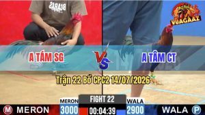 Trận 22 CPC2 14/07/2026 – Gà Anh Tâm CT Có Chân Cựa Chí Mạng