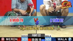 Trận 22 CPC2 18/07/2026 – Gà Điều Của Anh Kiểm Cà Mau Đá Quá Dâm