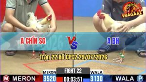Trận 22 CPC2 29/07/2026 – Gà Bướm Cọp Anh BH Chấp Anh Chín 4 Chấm