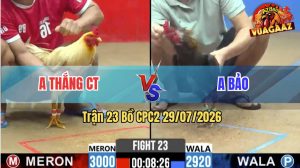 Trận 23 CPC2 29/07/2026 – Gà Điều Trọc Cổ Anh Bảo Đá Đâm Như Giang Hồ