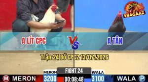 Trận 24 CPC2 13/07/2026 – Gà Úa Anh Lít CPC Có Chân Cựa Dứt Điểm